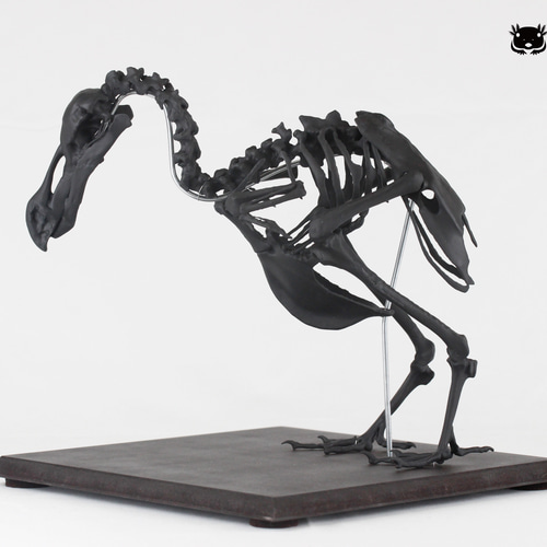 受注生産】【高さ約21cm】 ドードーの縮小全身骨格模型【Dodo