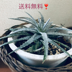 レデボウレア ソシアリス ビオラセア 豹紋 寄せ植え 抜き苗 豹柄がかっこいい✨豹紋❣️（レデボウリア ソシアリス