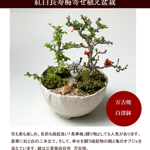 年に数回、紅白の花が楽しめる【縁起盆栽紅白長寿梅（コウハクチョウ 