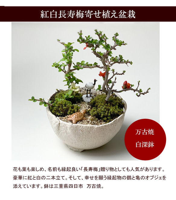  第2張的照片