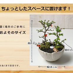  第5張的照片