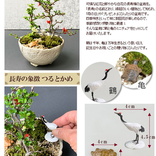 年に数回、紅白の花が楽しめる【縁起盆栽紅白長寿梅（コウハクチョウ 