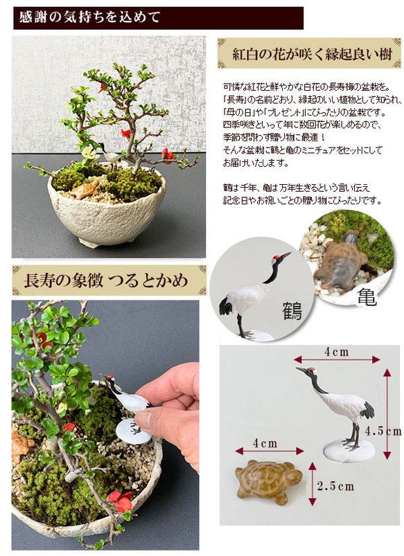  第9張的照片