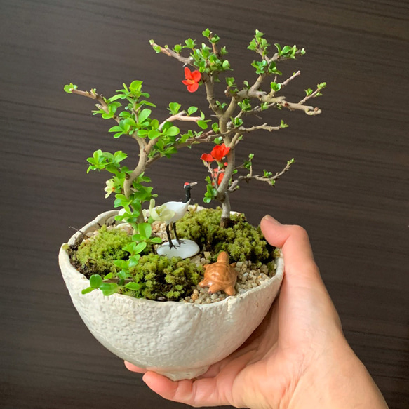  第3張的照片