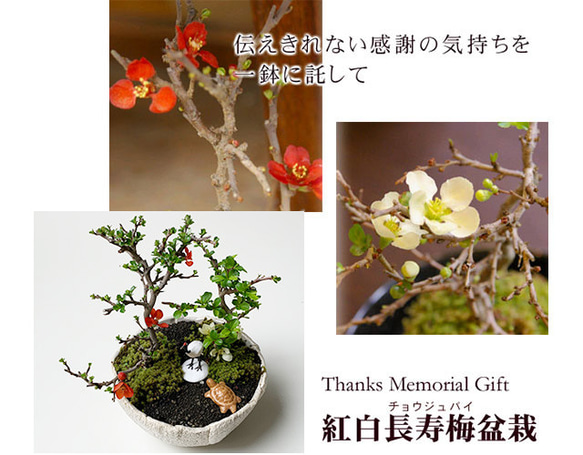  第7張的照片