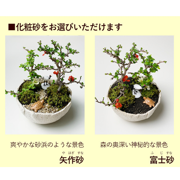  第6張的照片