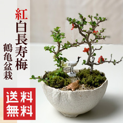 2025年開花終了】陽光桜 ( ようこうざくら ) の盆栽 くらま鉢 桜