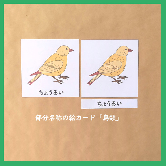 鳥類の部分名称の絵カード★モンテッソーリの文化教育 1枚目の画像