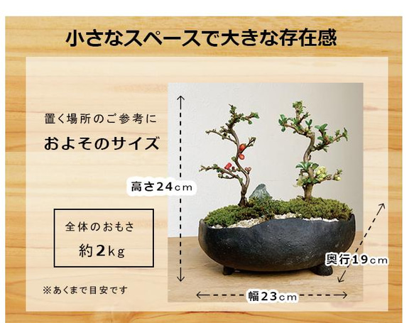 【現在葉姿】年に数回可憐な花が楽しめます【紅白長寿梅（コウハクチョウジュバイ）の寄せ植え盆栽（炭化焼締鉢）】 4枚目の画像