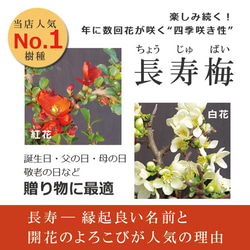 【現在葉姿】年に数回可憐な花が楽しめます【紅白長寿梅（コウハクチョウジュバイ）の寄せ植え盆栽（炭化焼締鉢）】 7枚目の画像