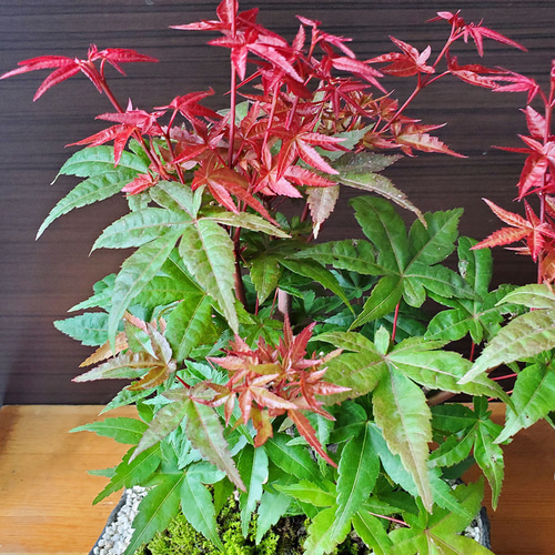 出猩々紅葉(デショウジョウモミジ) 盆栽 もみじ出猩々（デショウジョウ） / 盆栽、多肉植物、塊根植物