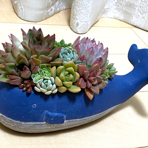 値下げしました！多肉植物の寄せ植え 大きな鉢つき