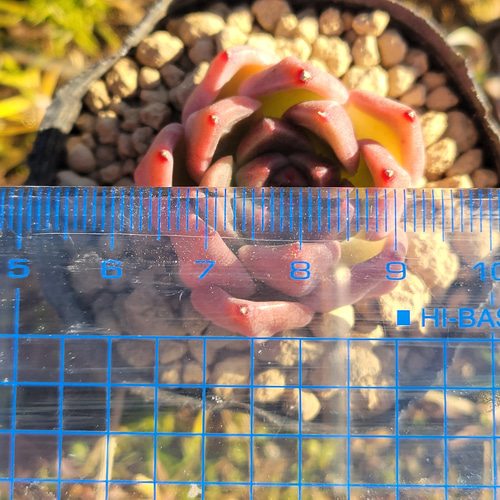 young suck suck young 多肉植物 エケベリア その他インテリア雑貨 多肉のたかだ 通販｜Creema(クリーマ) 12505471