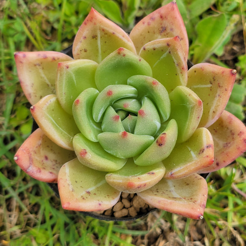 ピンクシャンペーン 多肉植物 エケベリア その他インテリア雑貨 多肉の