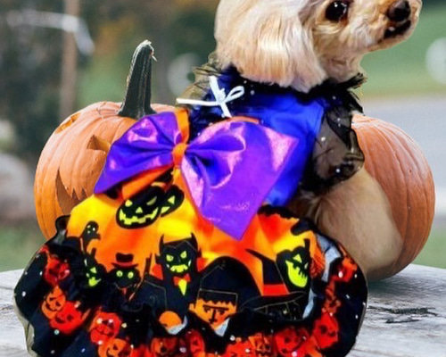 犬服ハンドメイド♡ミィモ♡ハロウィンワンピース♡ヘッドドレス 95cd14c3cc137127bedec58b4283d8