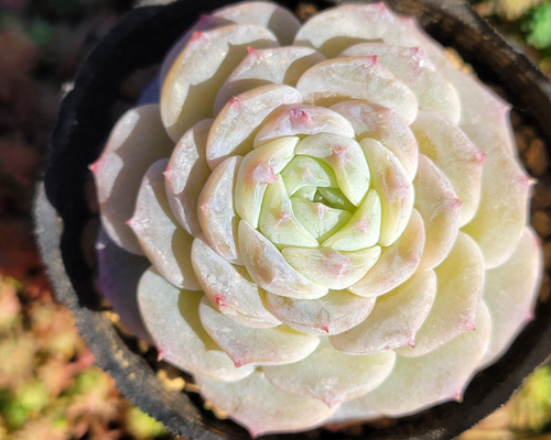 ピュアラブ 多肉植物 エケベリア その他インテリア雑貨 多肉のたかだ