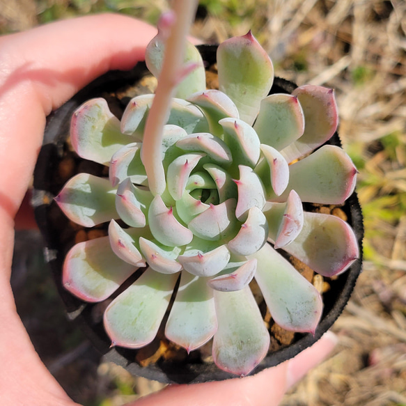 ホワイトザラゴーサ 多肉植物 エケベリア 2枚目の画像