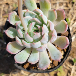 ホワイトザラゴーサ 多肉植物 エケベリア 1枚目の画像