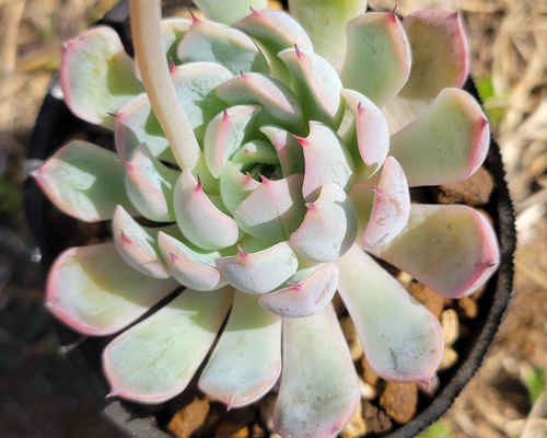 多肉植物 エケベリア 45.ホワイトザラゴーサ×コロラータタパル 多肉