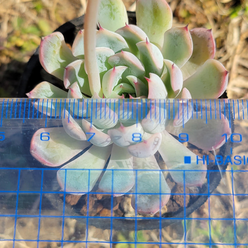 多肉植物 エケベリア 45.ホワイトザラゴーサ×コロラータタパル