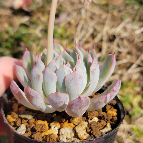 ホワイトザラゴーサ 多肉植物 エケベリア その他インテリア雑貨 多肉の