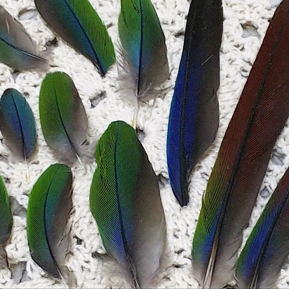 アオシンジュウロコインコの羽根❁12本セット 2枚目の画像
