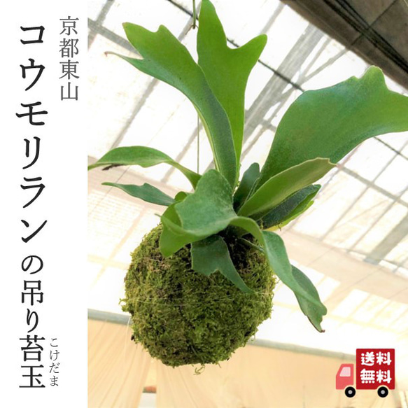 ビカクシダ 15種 ① （ビカクシダ 15種 （ビカクシダ（コウモリ