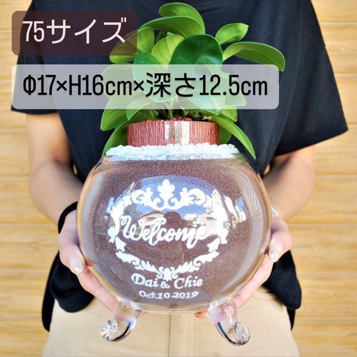 カラーサンドアート/パキラ/開店祝い/開業祝い サンドアート 開業祝い 開店祝い 新築祝い 引越し祝い パキラ