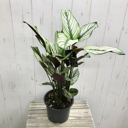株立ち 大株 ユーカリ ポポラス 7号 その他インテリア雑貨 PLANTS