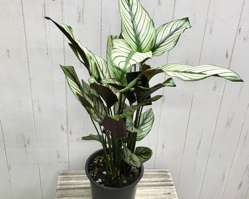 株立ち カラテア ホワイトスター その他インテリア雑貨 PLANTS