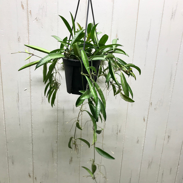 ☘観葉植物☘ホヤ チャイナビーンズ⑤ ロンギフォリア ホヤ・ロンギ