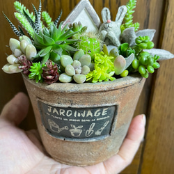 多肉植物寄せ植えこのまま飾れます 多肉植物 ちいこ 通販 多肉植物寄せ植えこのまま飾れます 多肉植物 ちいこ 通販