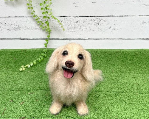 tomomiページ❣️羊毛フェルト　オーダー　犬　ミニチュアダックス こちらはお空にいるモモちゃん💕 シェーテッドクリームというお