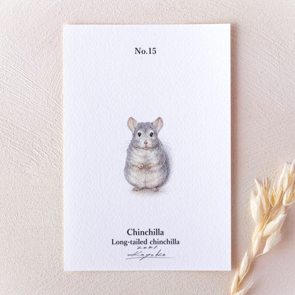 手描き】 彩色 鉛筆画 No.15 Chinchilla Long-tailed chinchilla 絵画