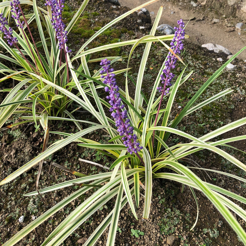 限定】斑入りヤブラン 苗 ＊ リリオペ 多肉植物 ちいさなうさぎ 通販