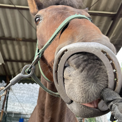 蹄鉄 100個 まとめ売り / 本物 馬蹄 ホースシュー プレゼント お守り 蹄 FUCHU LUCKY HORSESHOE（蹄鉄） | まちづくり府中オンラインショップ