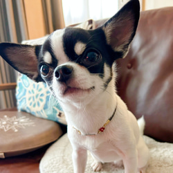 リニューアル❣️本革迷子札一体型シンプルチョーカー、フラワーチャーム付き（小型犬、中型犬専用）サイズオーダーあり 6枚目の画像