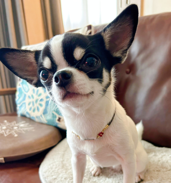 リニューアル❣️本革迷子札一体型シンプルチョーカー、フラワーチャーム付き（小型犬、中型犬専用）サイズオーダーあり 6枚目の画像