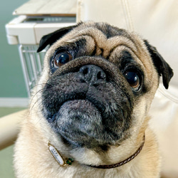 リニューアル❣️本革迷子札一体型シンプルチョーカー、フラワーチャーム付き（小型犬、中型犬専用）サイズオーダーあり 4枚目の画像