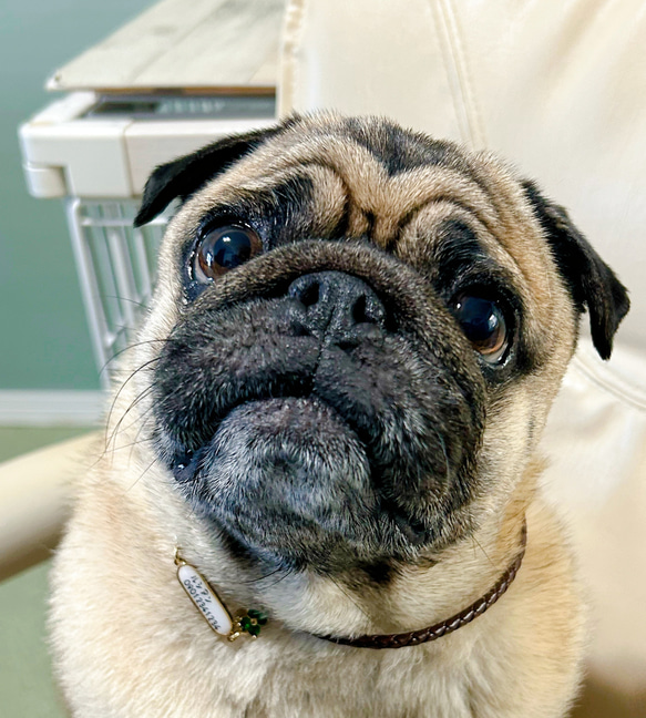 リニューアル❣️本革迷子札一体型シンプルチョーカー、フラワーチャーム付き（小型犬、中型犬専用）サイズオーダーあり 4枚目の画像