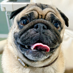 リニューアル❣️本革迷子札一体型シンプルチョーカー、フラワーチャーム付き（小型犬、中型犬専用）サイズオーダーあり 3枚目の画像