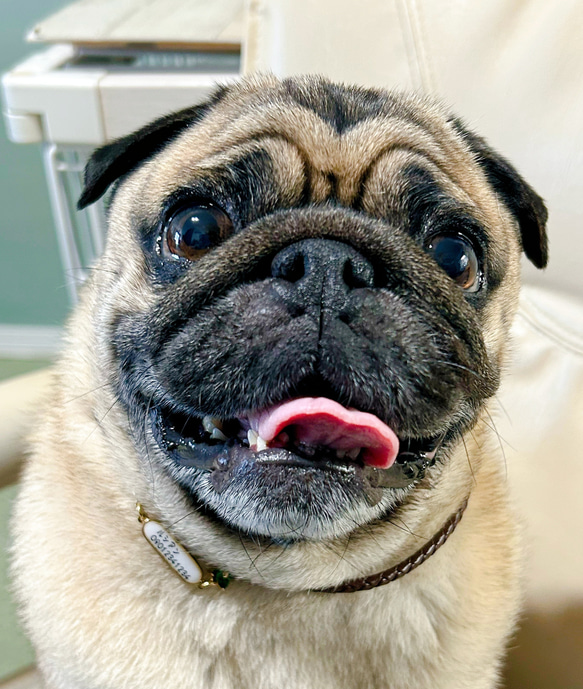 リニューアル❣️本革迷子札一体型シンプルチョーカー、フラワーチャーム付き（小型犬、中型犬専用）サイズオーダーあり 3枚目の画像