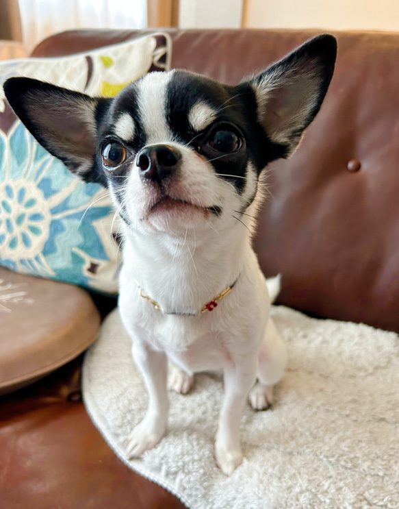 リニューアル❣️本革迷子札一体型シンプルチョーカー、フラワーチャーム付き（小型犬、中型犬専用）サイズオーダーあり 7枚目の画像