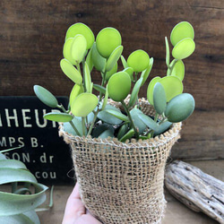 グリーンドラム♡お洒落な多肉植物♡人気♡観葉植物 8枚目の画像