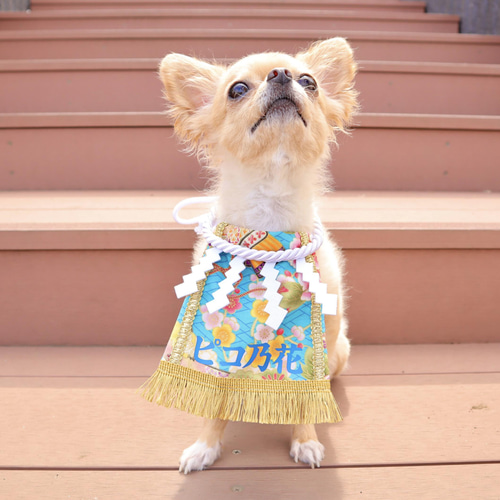 こだわり・小】ワンちゃん化粧まわし《梅の花と宝船・ターコイズ》【名  