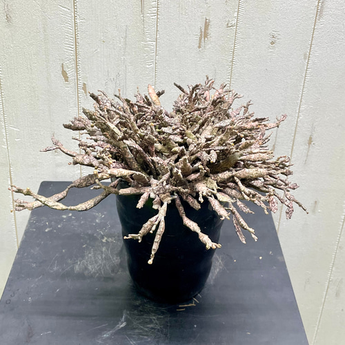 株立ち ユーフォルビア プラティクラダ 4-4.5ロング鉢 その他