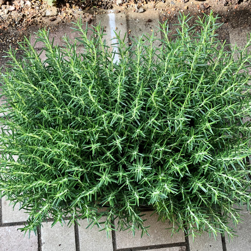 樹形良好 立性 ローズマリー マリンブルー 5号 その他インテリア雑貨 PLANTS SHOP OLIVE 通販｜Creema(クリーマ)  12582067
