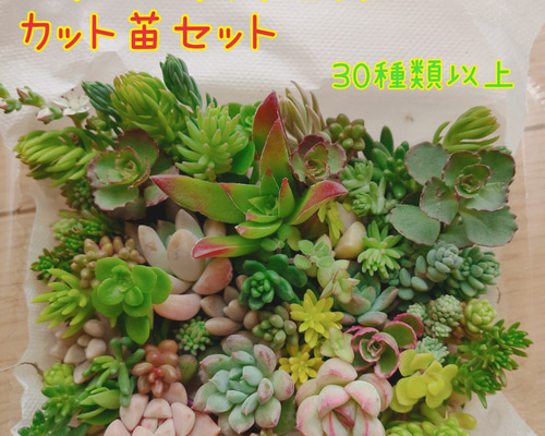 多肉植物　Sedum  coco様仮専用　❀お任せ❀ セダムの通販 | 多肉植物はGreenSnapSTORE