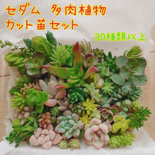 多肉植物セダム他 カット苗セット 30品種以上100カット以上 ちまちま