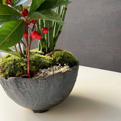 現在実なし】凛としたトクサと縁起よいヤブコウジを寄せ植え